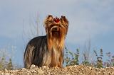 YORKSHIRE TERRIER 550